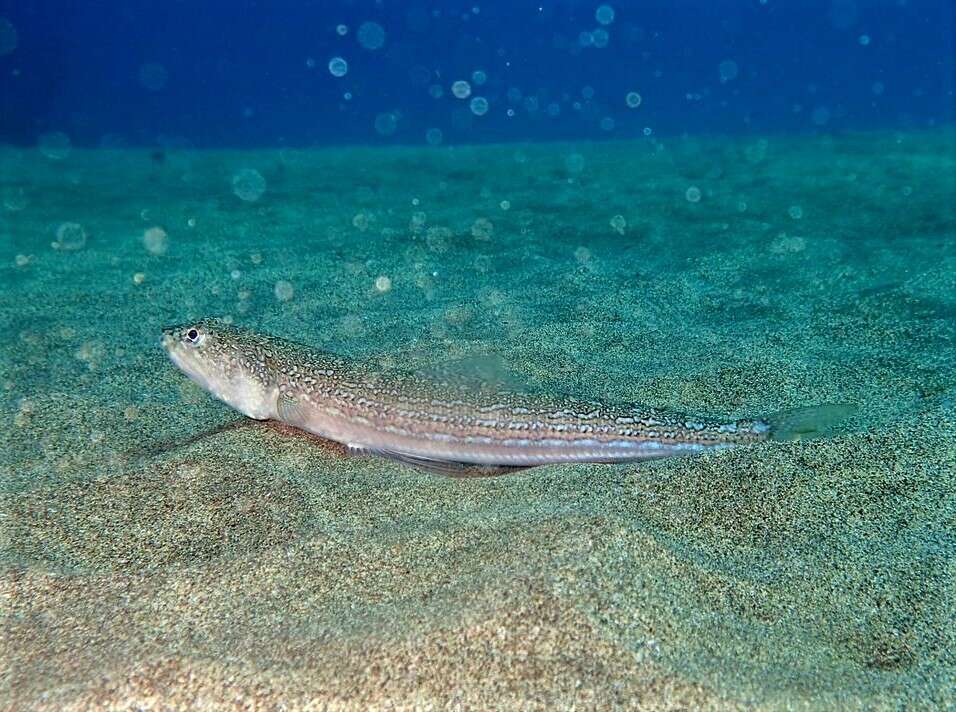 Image of Atlantic Lizardfish