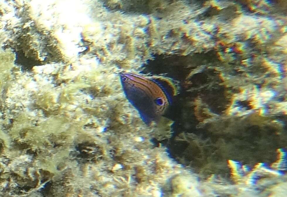 Image of Ocellate damselfish