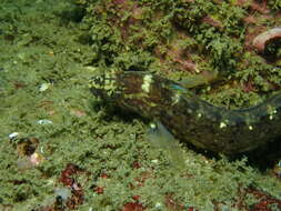 Image of Stripefin ronquil