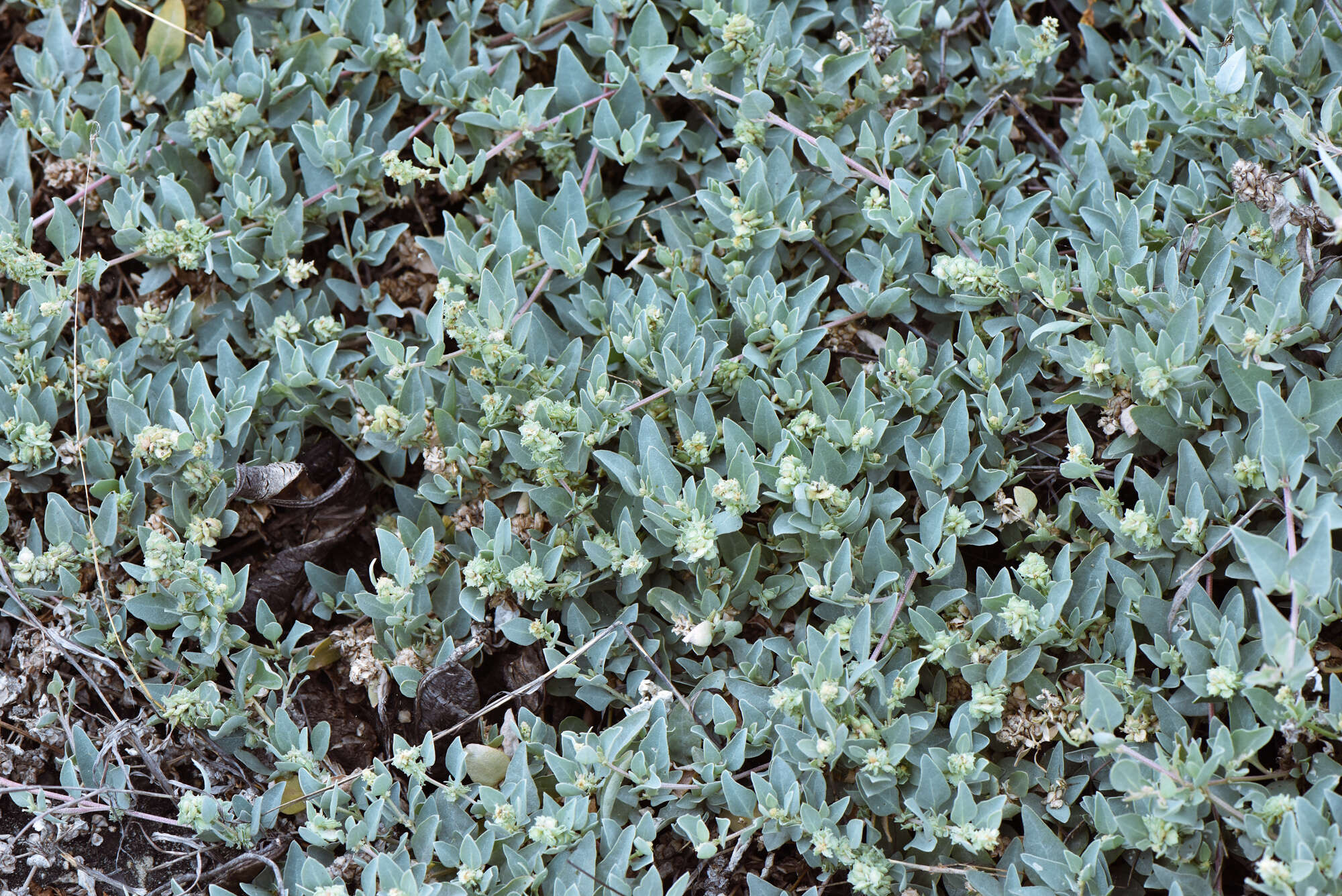 Image of Maximowicz's saltbush