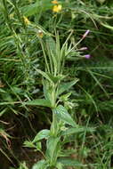 Image of alpine willowherb