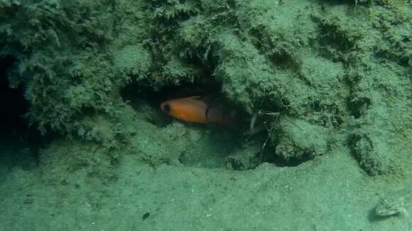 Image of Barred Cardinalfish