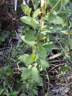 Image of Pine-Barren Nodding-Aster