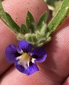 Image of Aptosimum arenarium Engl.