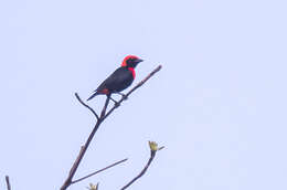 Слика од Malimbus scutatus (Cassin 1849)