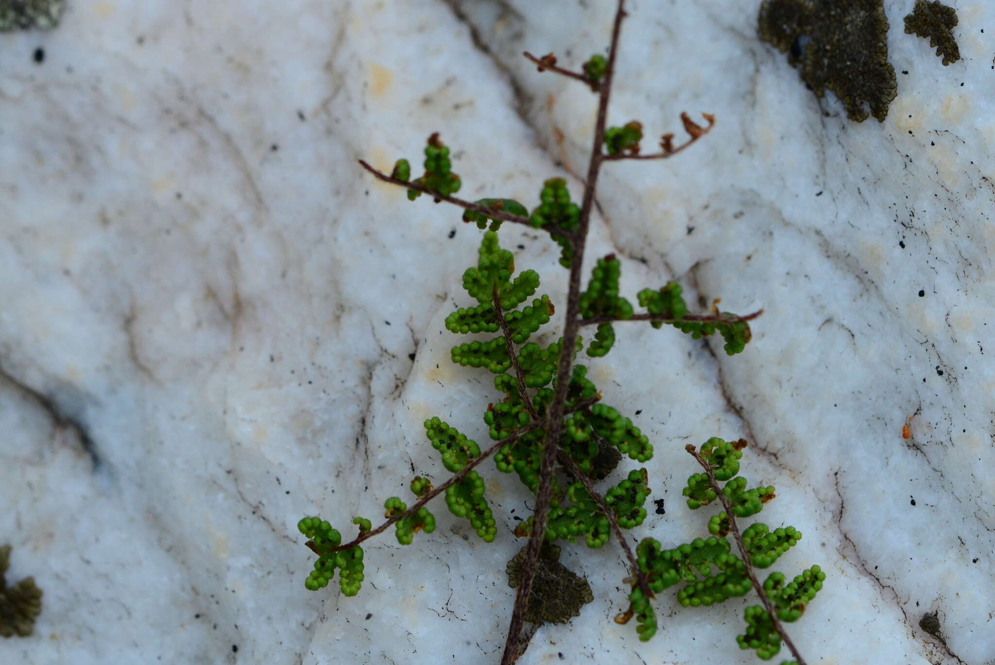 Image of Cheilanthes parviloba (Sw.) Sw.