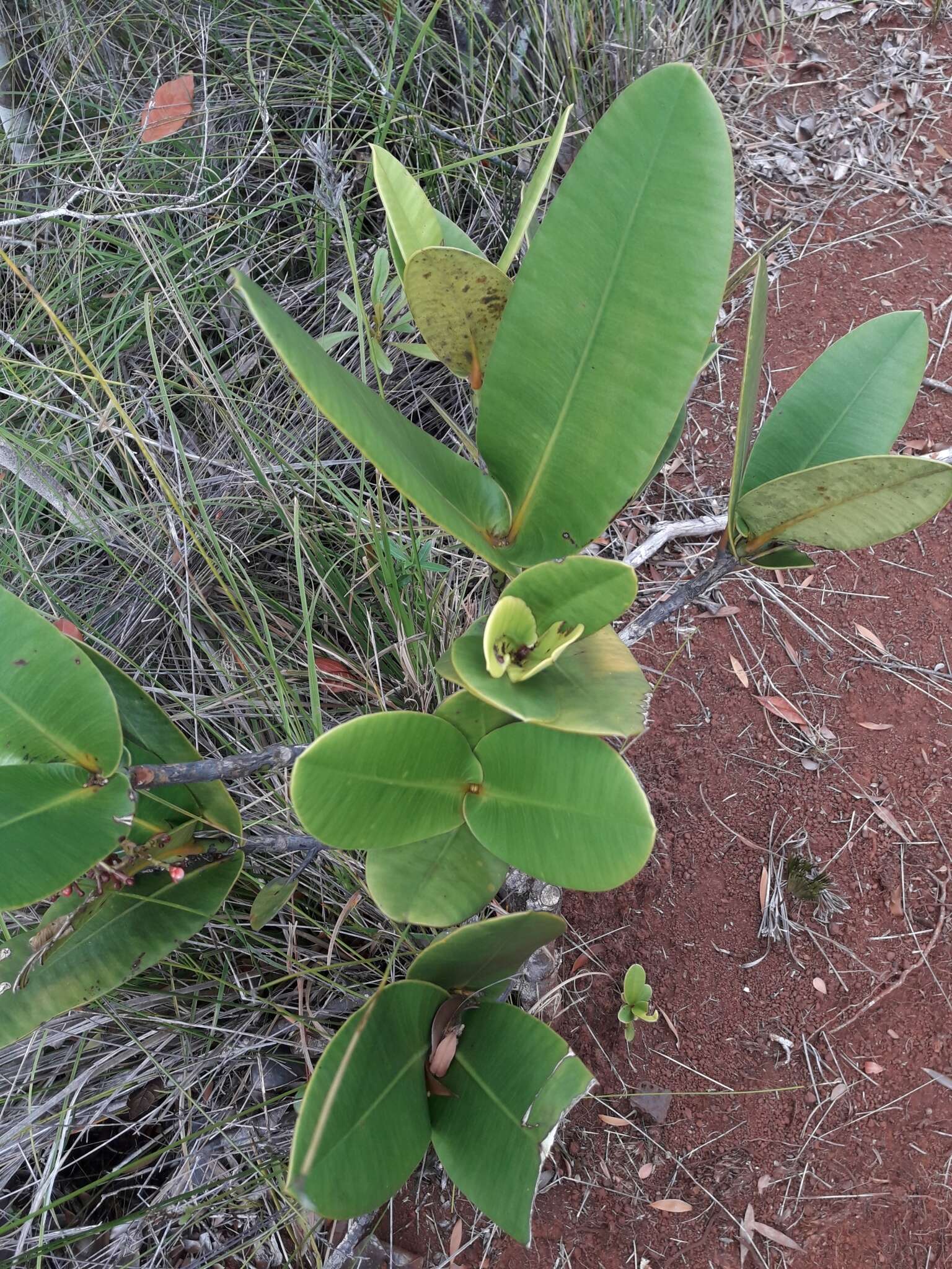 Image of Garcinia amplexicaulis Vieill. ex Pierre