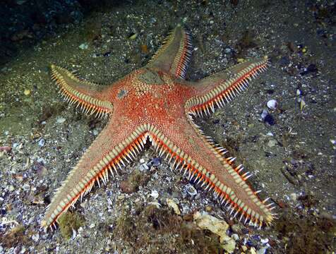 Image of Astropecten aranciacus (Linnaeus 1758)