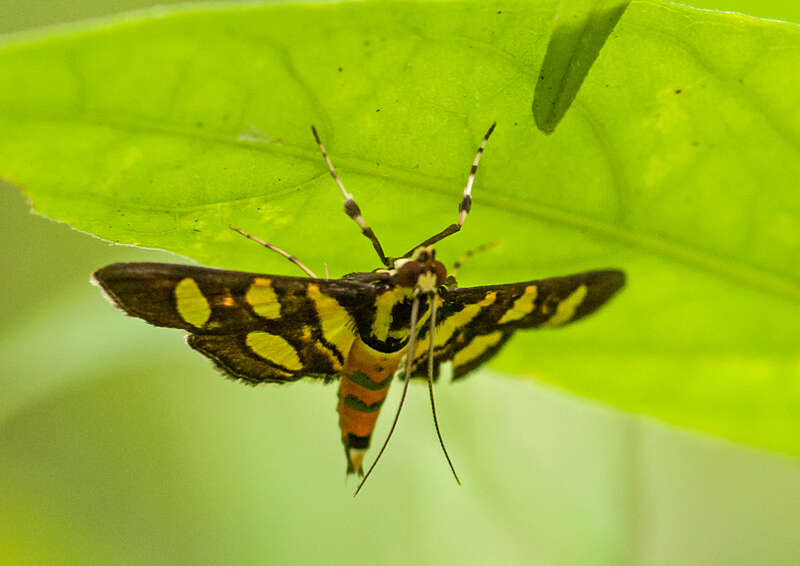 Imagem de Syngamia florella Cramer 1781