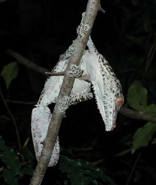 Слика од Uroplatus henkeli Böhme & Ibisch 1990