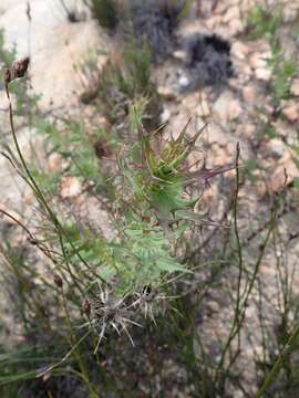 Image of Berkheya cruciata (Houtt.) Willd.