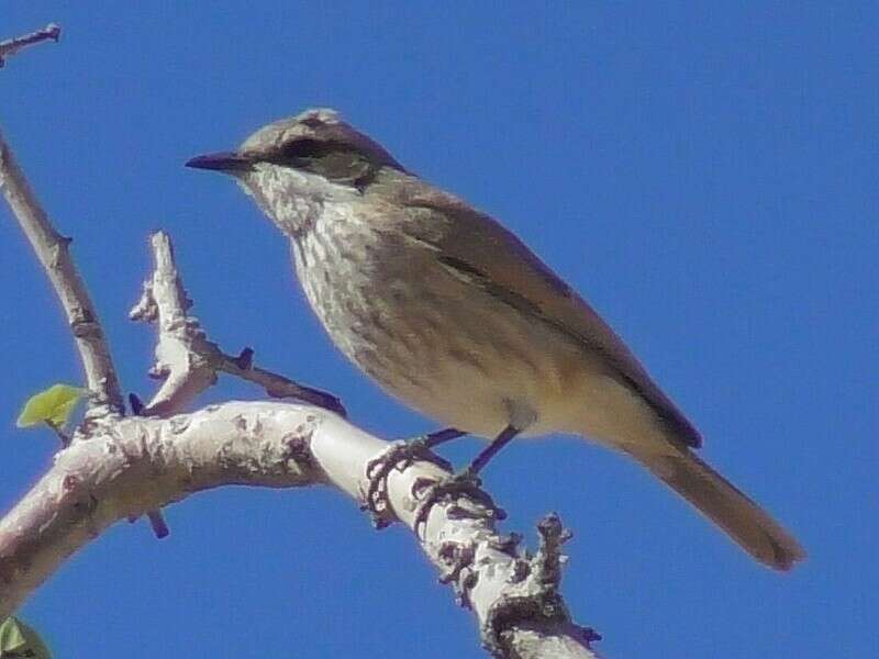 Image de Melaenornis herero (Meyer de Schauensee 1931)