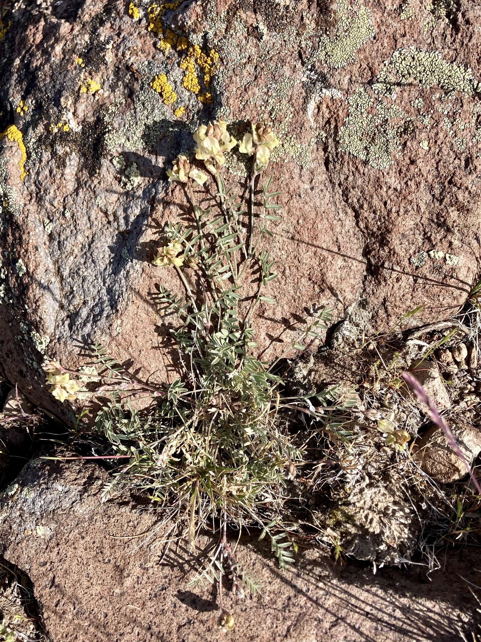 Sivun Astragalus obscurus S. Wats. kuva