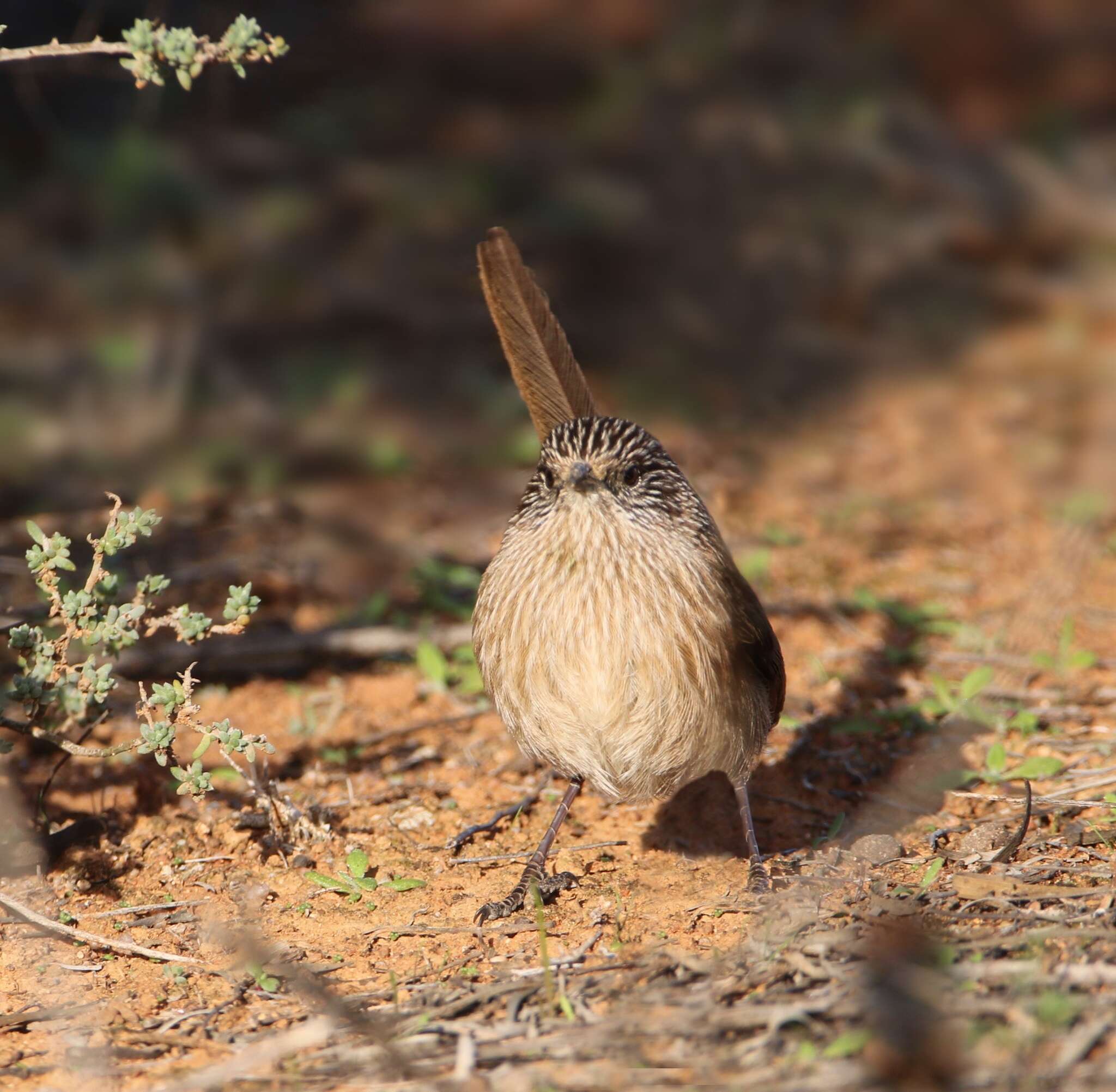 Image of Thick-billed Grasswren