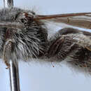 Image of Andrena simplex Smith 1853