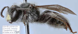 Image of Andrena simplex Smith 1853