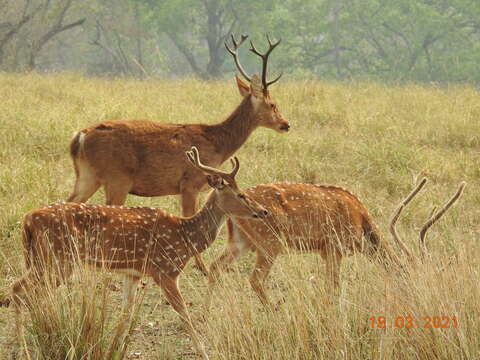 Image of Rucervus duvaucelii branderi Pocock 1943