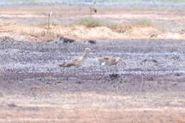 Image of Little Curlew