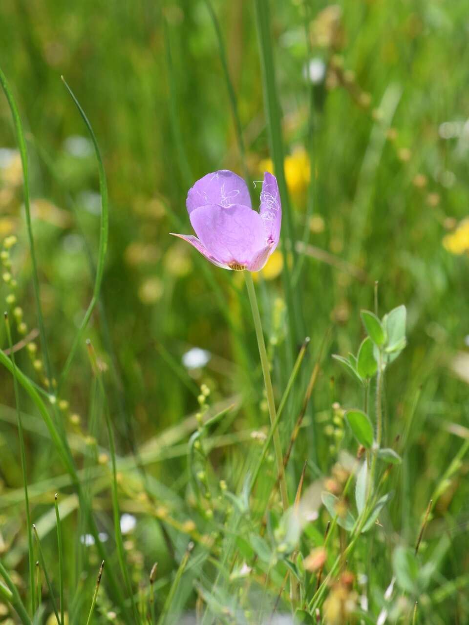 Calochortus longibarbatus var. longibarbatus resmi