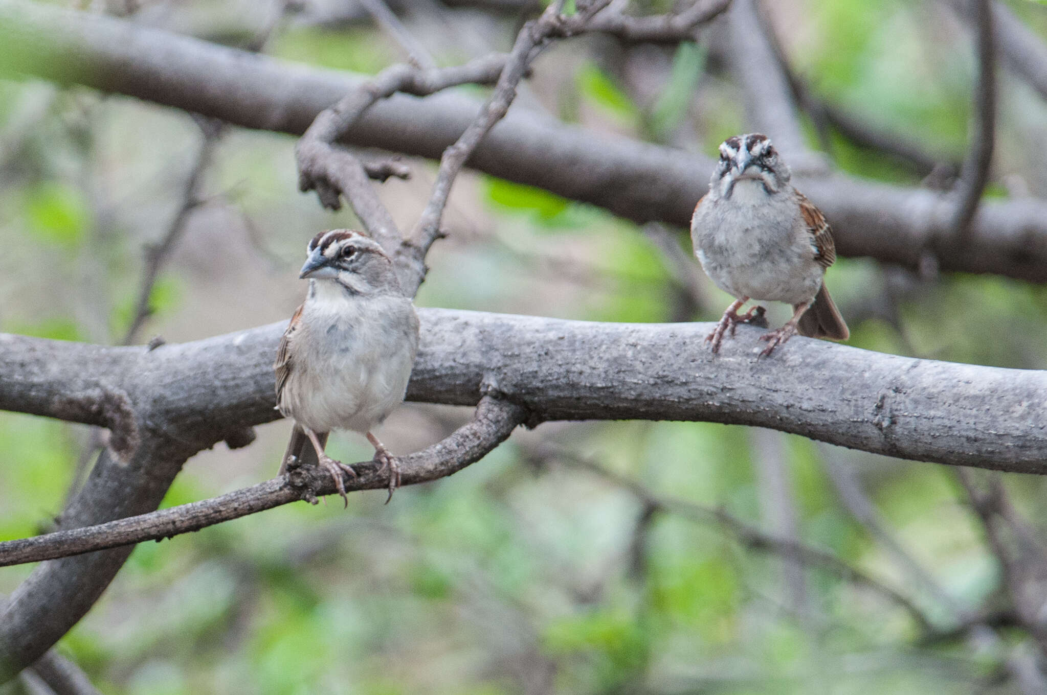 Image of Stripe-capped and Tumbes Sparrows