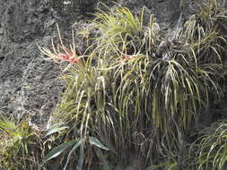 Imagem de Tillandsia copanensis Rauh & Rutschm.