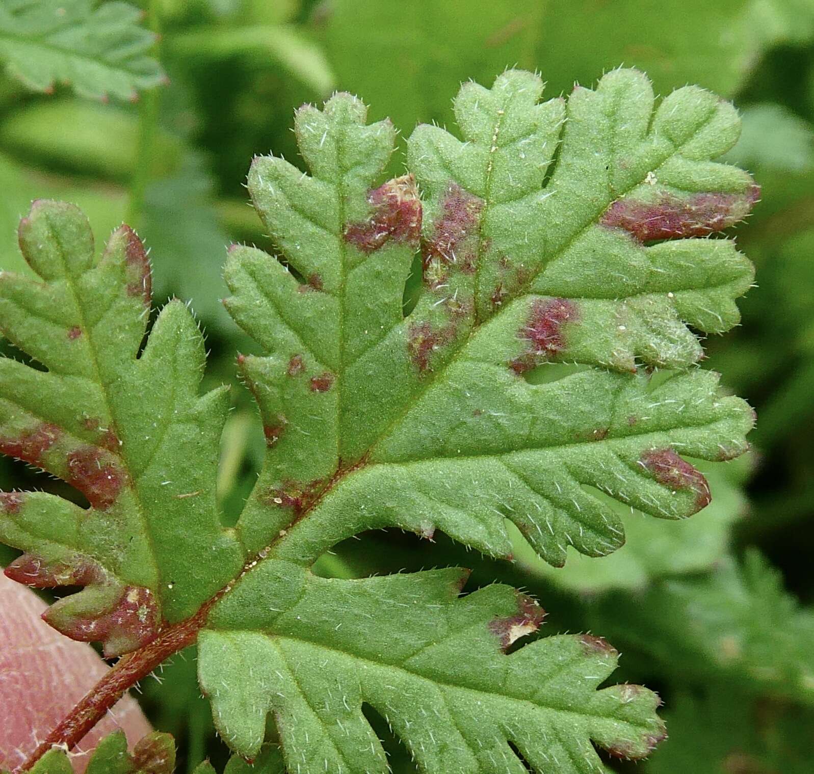 Peronospora erodii resmi