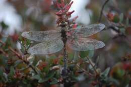 Image of Blue-eyed Darner