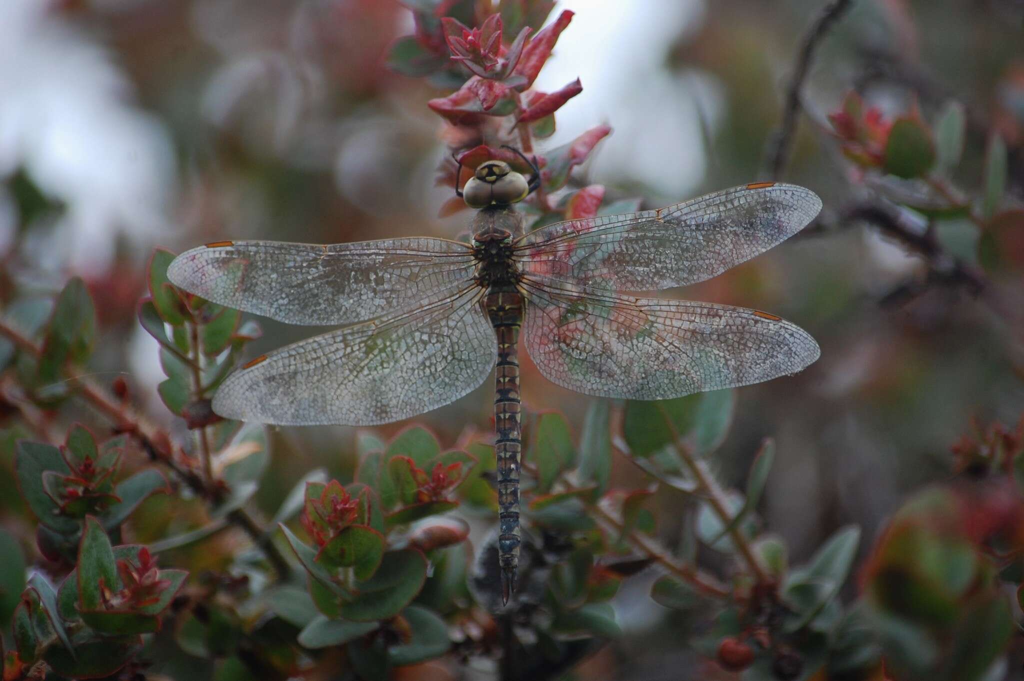 Image of Blue-eyed Darner