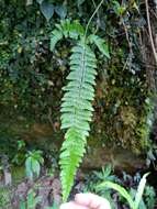 Plancia ëd Polystichum hancockii (Hance) Diels