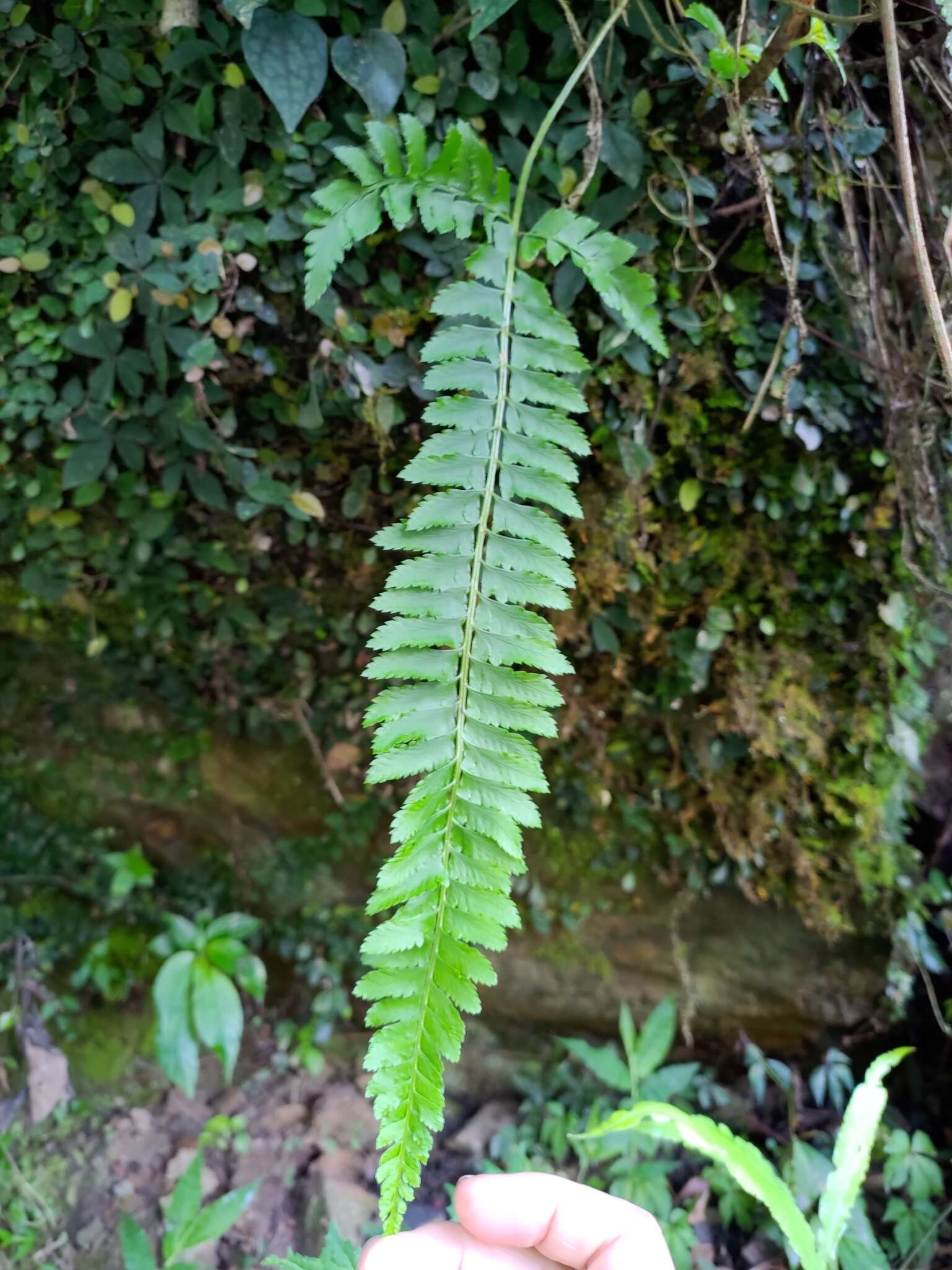 Imagem de Polystichum hancockii (Hance) Diels