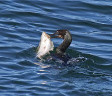 Image of Pacific sanddab