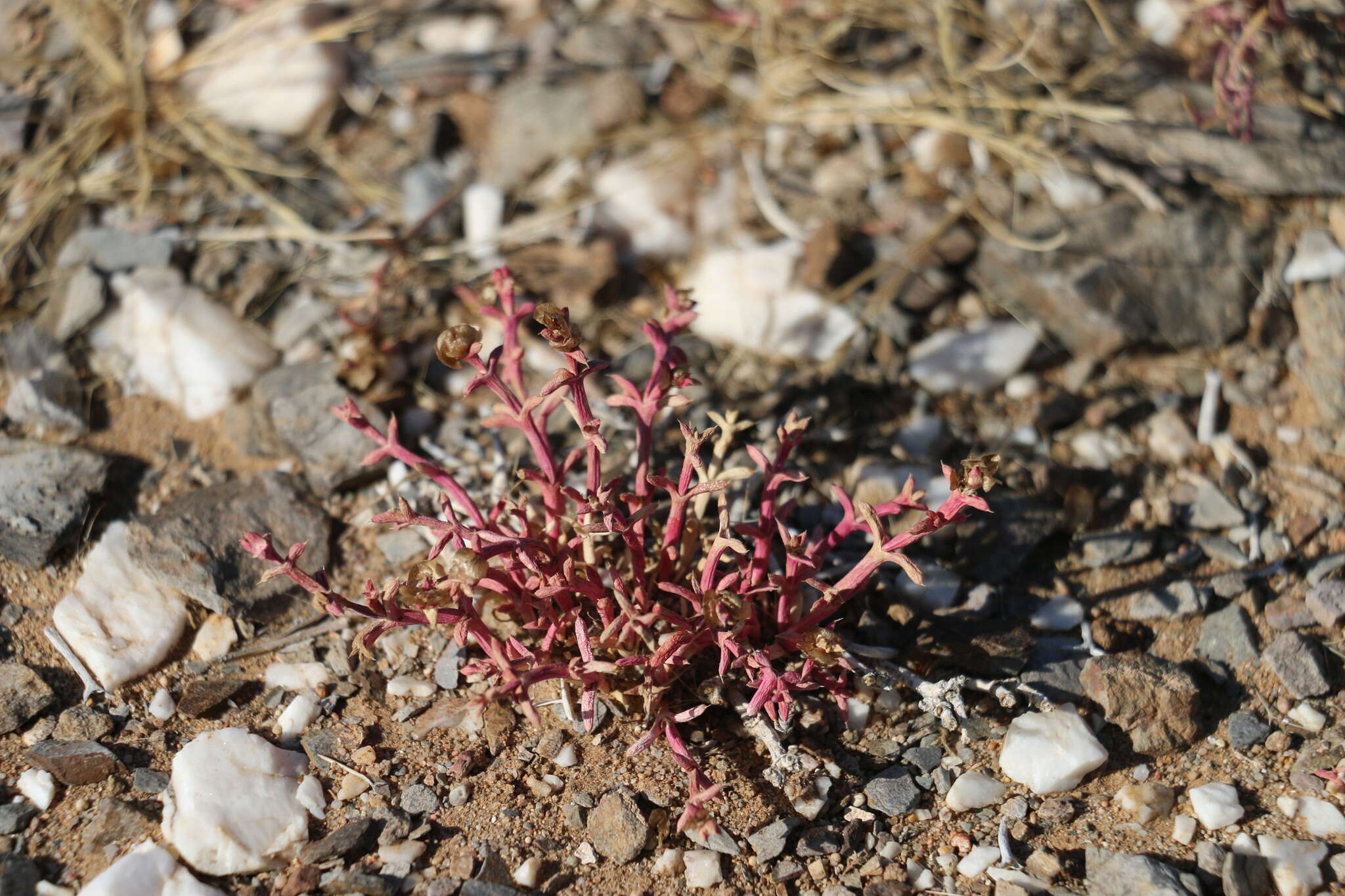 Anabasis brevifolia C. A. Mey.的圖片