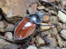 Image of Neolucanus swinhoei Bates 1866