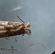 صورة Phyllonorycter populifoliella (Treitschke 1833)