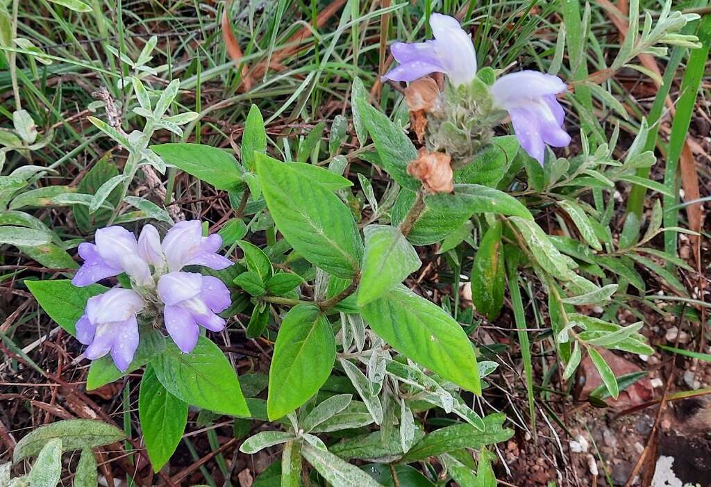 Image de Justicia chrysotrichoma Pohl ex Nees