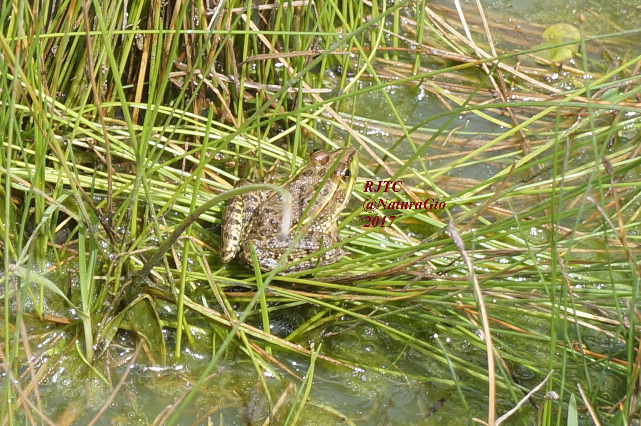 Image of Montezuma Leopard Frog