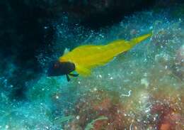 Image of Black-faced Blenny