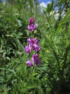 Image of Polygala hybrida Bruegg.