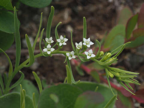 Image of Thesium alpinum L.