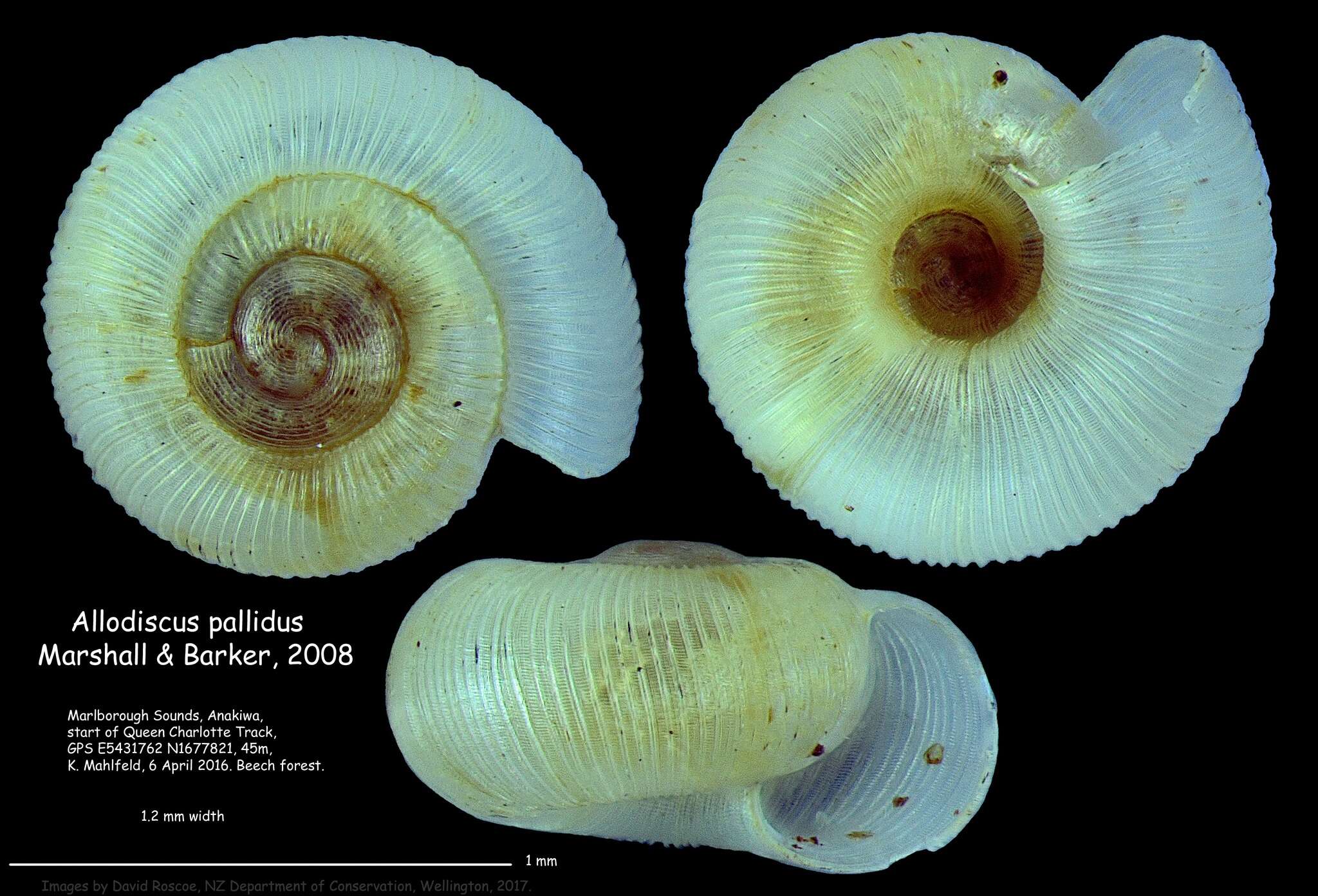 Image of Allodiscus pallidus B. A. Marshall & Barker 2008