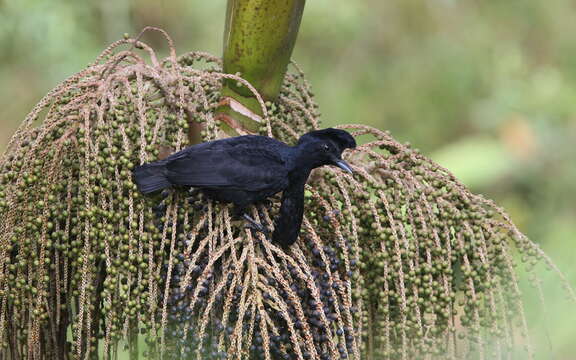 Image of umbrellabird