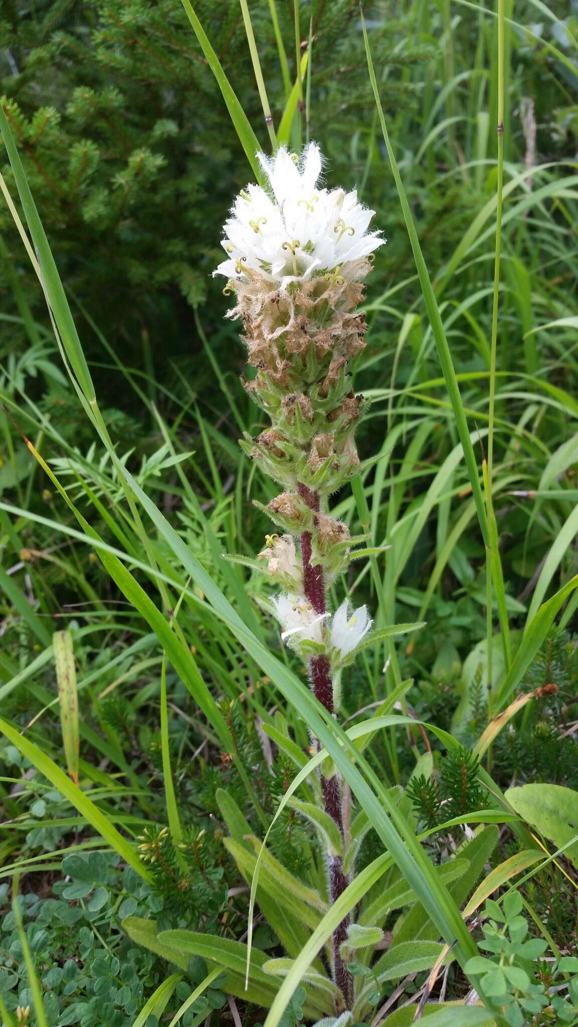 Image of Campanula thyrsoides subsp. carniolica (Sünd.) Podlech