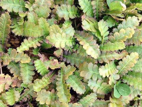 Image of Leptinella traillii (Kirk) D. G. Lloyd & C. J. Webb