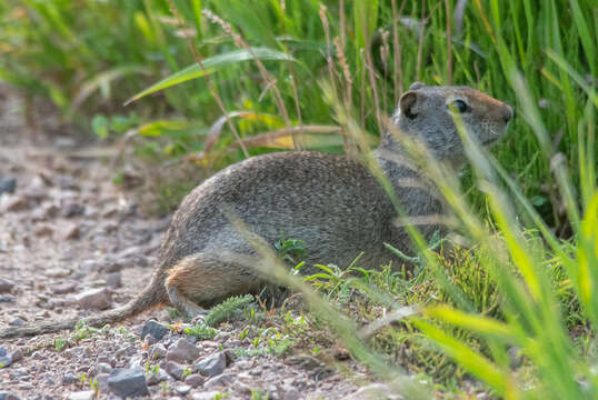 Image of Uinta ground squirrel