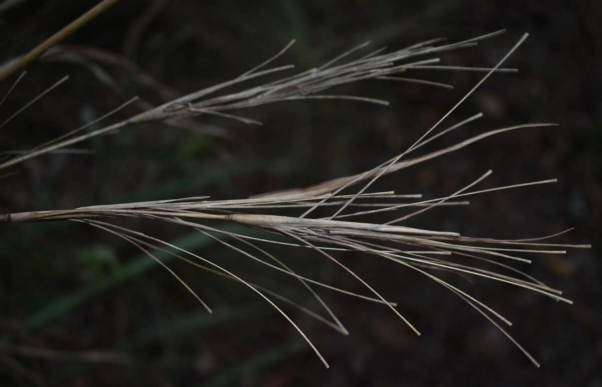 Image of Rottboellia rottboellioides (R. Br.) Druce