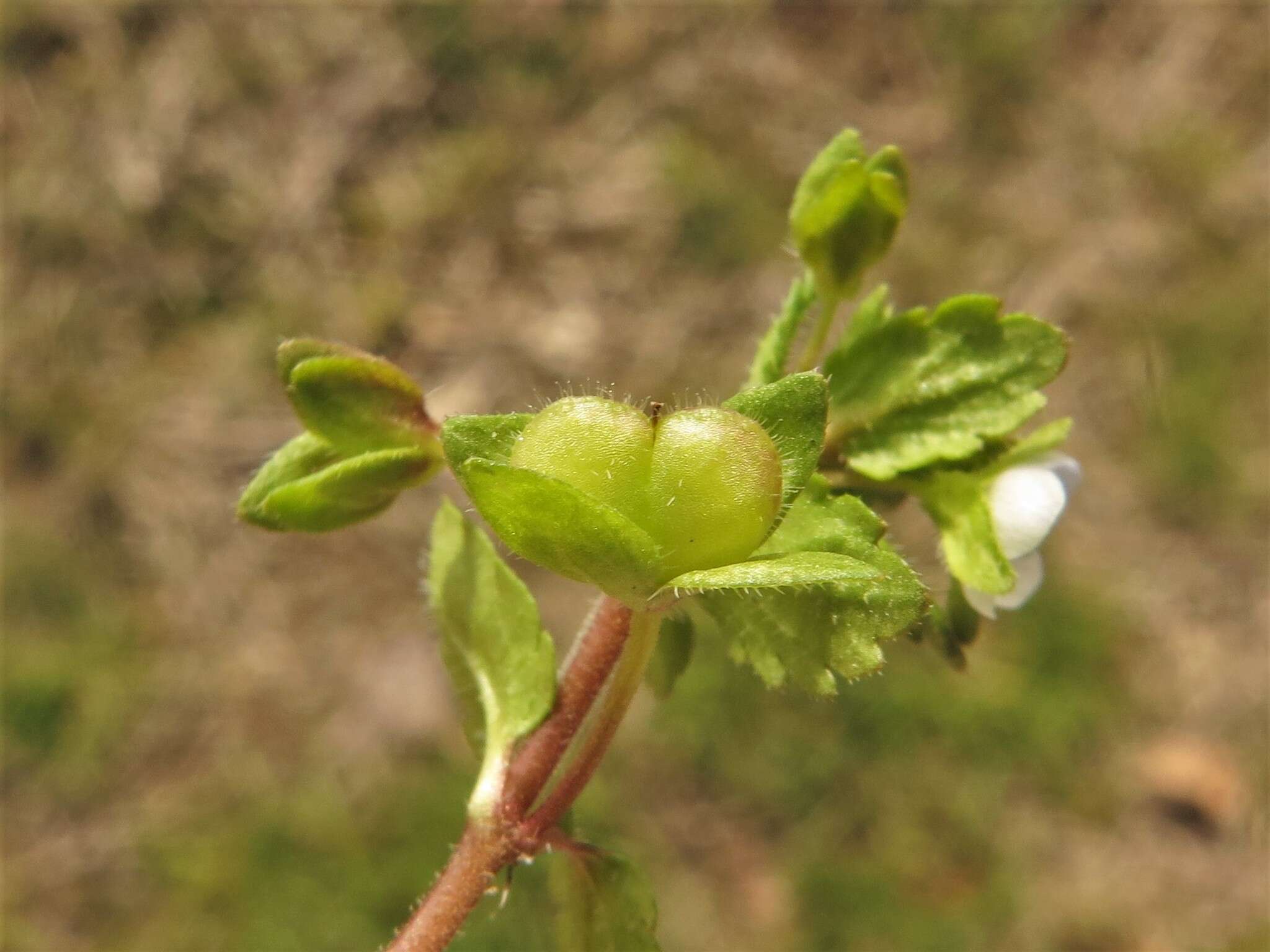 Image of Green field-speedwell