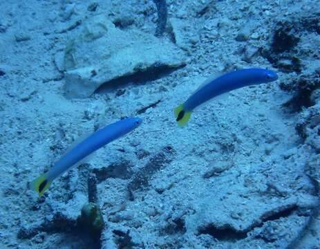 Image of Blacktail goby