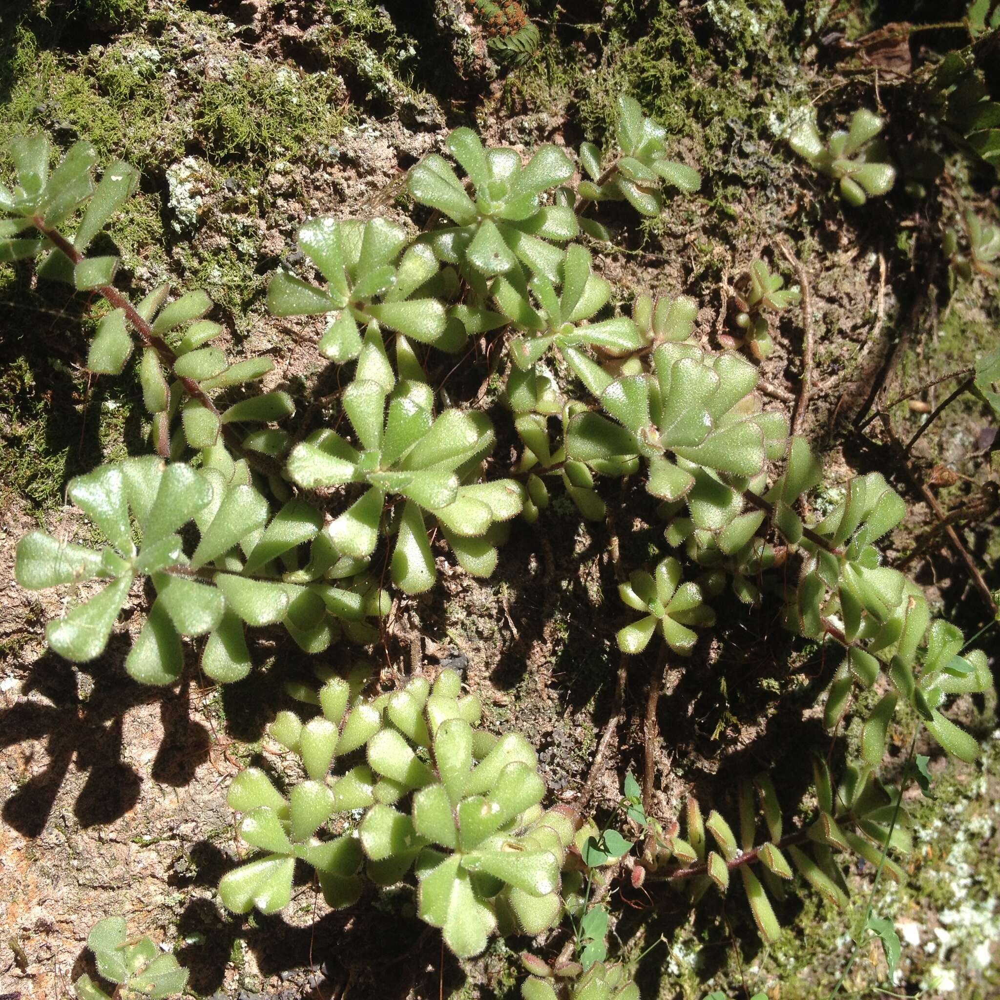 Image of <i>Sedum <i>versadense</i></i> var. versadense