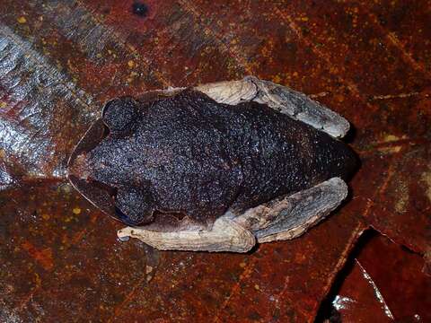 Image of Leptobrachium tagbanorum Brown, Siler, Diesmos & Alcala 2010