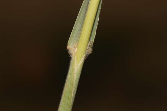 Image of wool grass